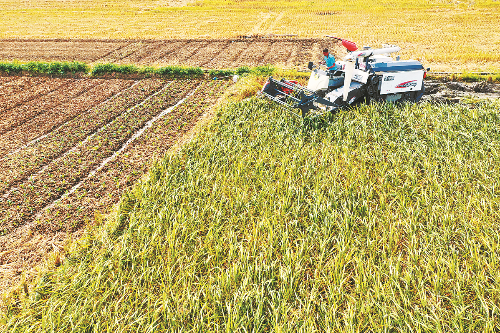 在斗门区的稻田里,农民用机械收割“黑珍珠”水稻(资料图片)。.jpg